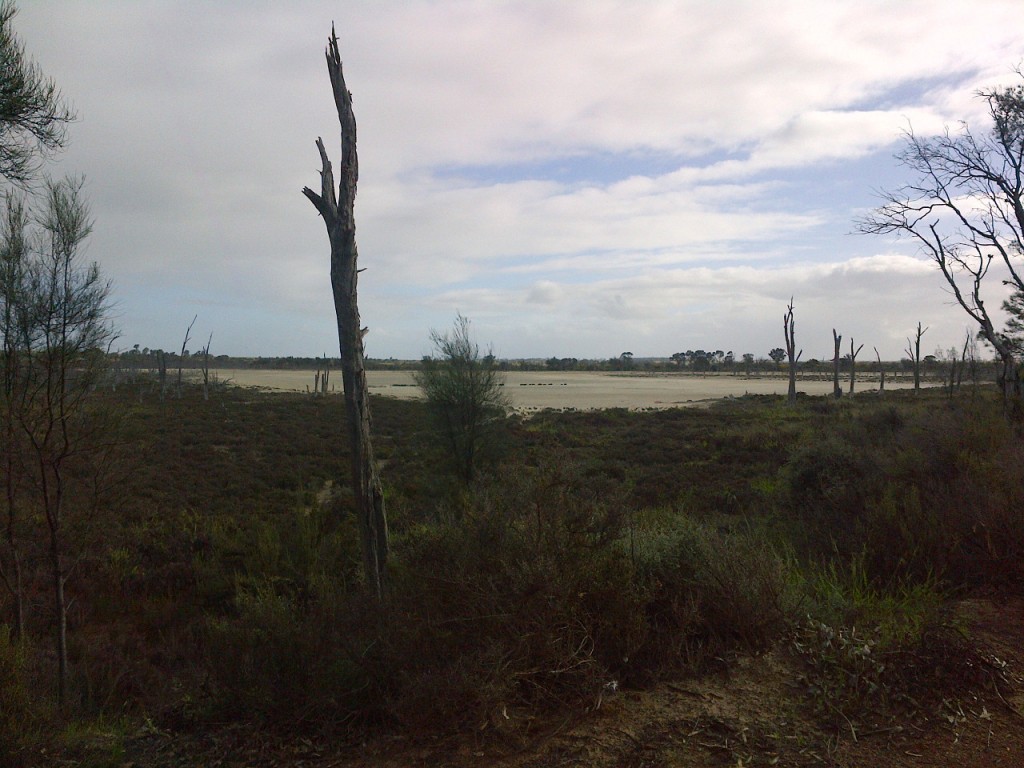 Excessive tree harvest allows salt to come to the surface in WA leaving a barren landscape.